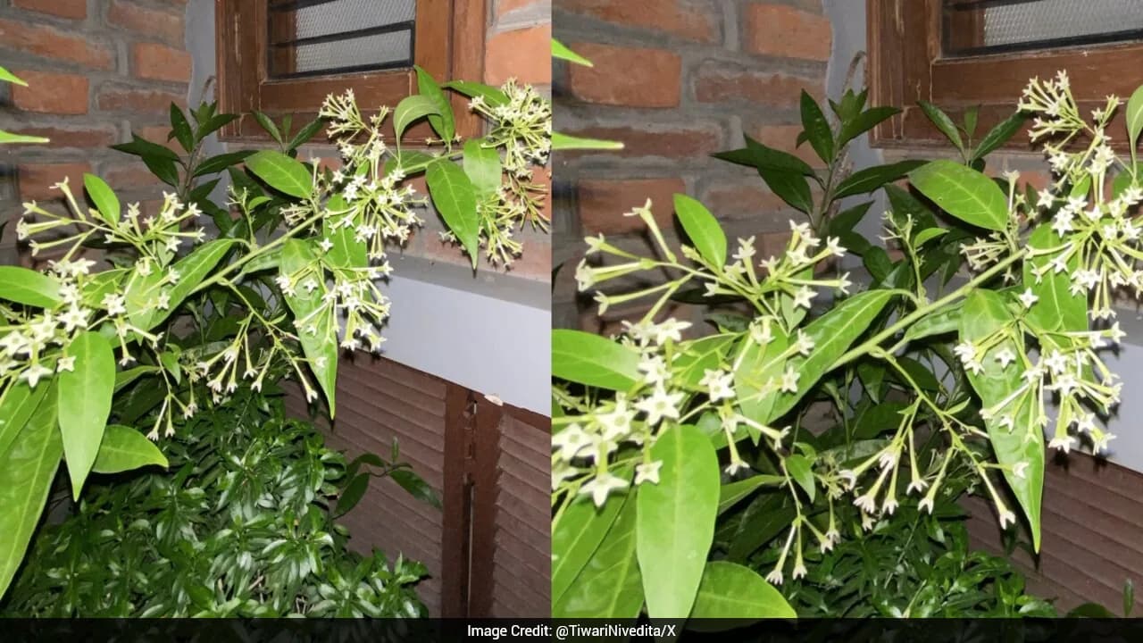 Woman Shares How Father's Love For Plants Makes Her Forget Life's Troubles