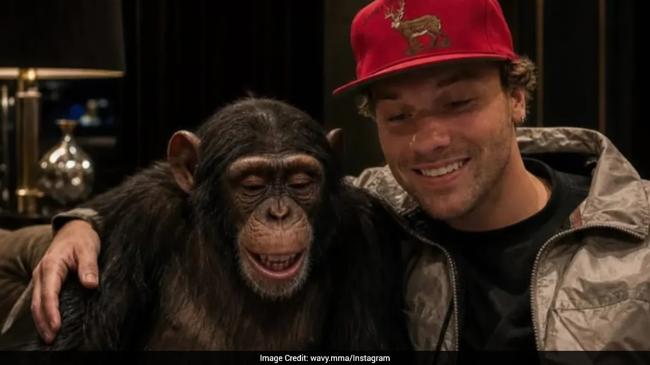 Man Vs Chimpanzee: MMA Fighter's Fight Plan Ends With Call To Protect Wildlife