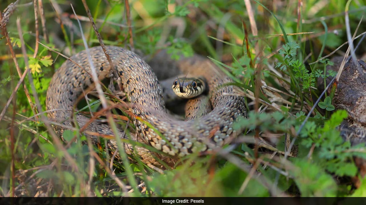 With Just 51 Left In 1995, Rare Caribbean Snakes Reach Over 1,100