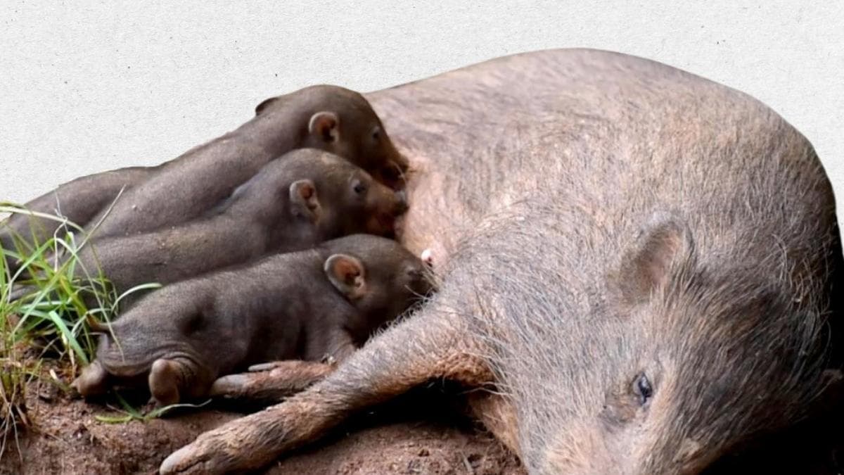 Assam CM highlights ‘big comeback’ of ‘small hog’